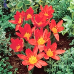 Scarlet Baby tulipan - 5 stk - 