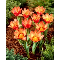 Shakespeare tulip - XL pack - 50 pcs