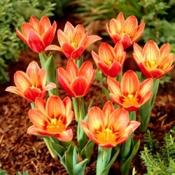 Tulipano Shakespeare - Confezione XL - 50 pz