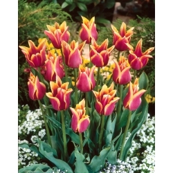 Sonetový tulipán - 5 ks