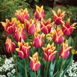 Szonett tulipán - 5 db.