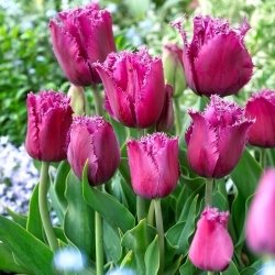 Tulipa viajante - 5 peças - 