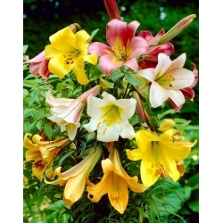 Trumpet lily selection - large package! - 10 pcs