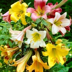 Trumpet lily selection