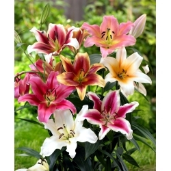 Tree lily selection - XL pack - 50 pcs