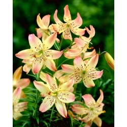Corsage tiger lily - large package! - 10 pcs