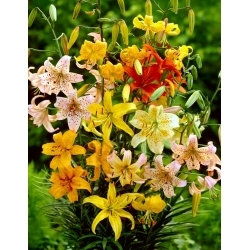 Tiger lily selection