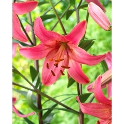 Pink Flight tiger lily - stor pakke! - 10 stk - 