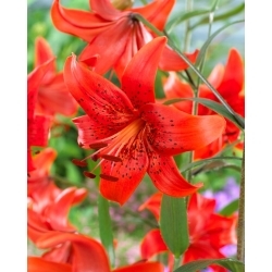 Red Life tiger lily