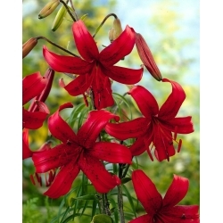Red Velvet tiger lily