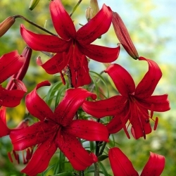 Tigerlilie aus rotem Samt - 