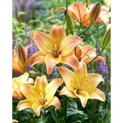 Easy Fantasy Asiatic lily - XL pack - 50 pcs