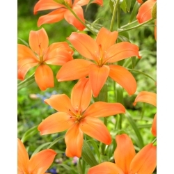 Mandarin Star bezputekšņu lilija, lieliski piemērota vāzēm - 