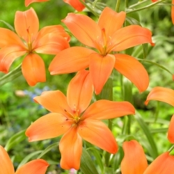 Bezpylová lilie Mandarin Star, ideální do váz - XL balení - 50 ks.