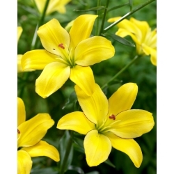 Dzeltenā Cocotte lilija bez ziedputekšņiem, lieliski piemērota vāzēm - 
