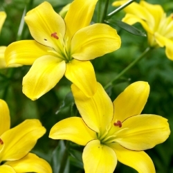 Dzeltenā Cocotte lilija bez ziedputekšņiem, lieliski piemērota vāzēm