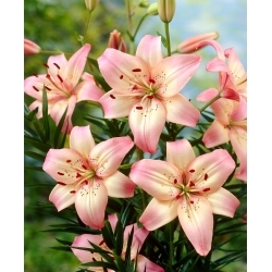 Rosella's Dream Asiatic Lily - stort paket! - 10 st