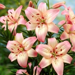 Rosella's Dream Asiatic Lily - stort paket! - 10 st