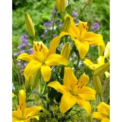 Жълта азиатска лилия - 