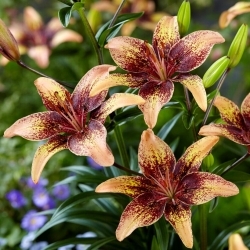 Tribal Dance Asiatic lily