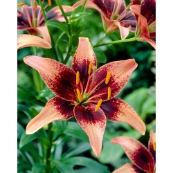 Whistler Asiatic lily - XL-pack - 50 st