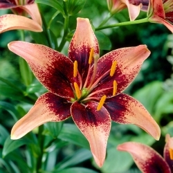 Whistler Asiatic lily