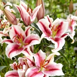 Fragrant oriental lily 'Hachi'