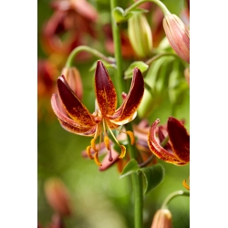 Arabian Knight martagon lily; Turk's cap lily - large package! - 10 pcs