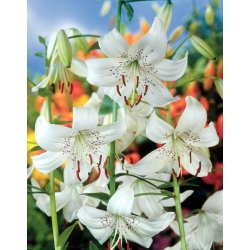 White Twinkle tiger lily - large package! - 10 pcs