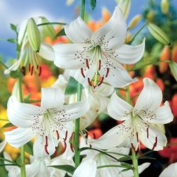 White Twinkle tiger lily
