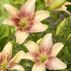 Easy Spot Asiatic lily