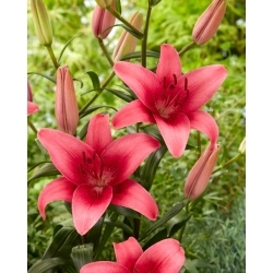 Pink County Asiatic lily - голяма опаковка! - 10 бр - 