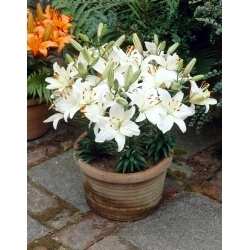 Happy Ice dwarf lily for growing in pots - XL pack - 50 pcs