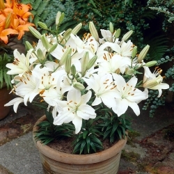 Happy Ice dwarf lily for growing in pots