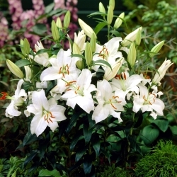 Siberia scented oriental lily - 1 pcs