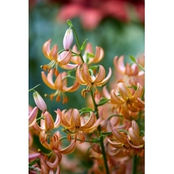 Fairy Morning martagon lily; Turk's cap lily - large package! - 10 pcs