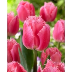 Cacharel tulip- 5 pcs