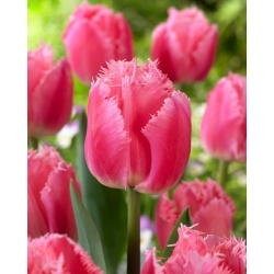 Cacharel tulipán - XXXL csomag 250 db.