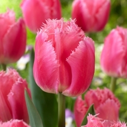 Cacharel tulipán - 5 db.