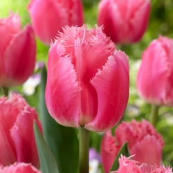 Cacharel tulipán - XXXL balení 250 ks.