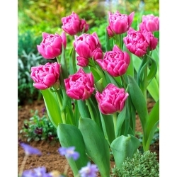 Dior tulipe - pack XL - 50 pieces