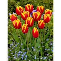 Dow Jones tulipan - XXXL pakke 250 stk.