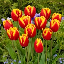 Tulipa Dow Jones - pacote XL - 50 unid.