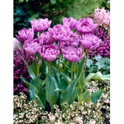 Tulipe lilas Perfection - pack XL - 50 pcs