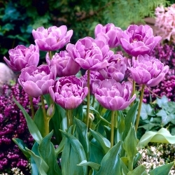 Tulipe lilas Perfection - pack XL - 50 pcs