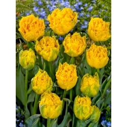 Mon Amour tulip - XL pack - 50 pcs