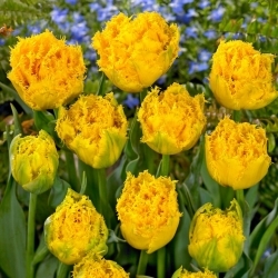 Mon Amour tulip - 5 pcs