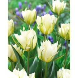 White Valley tulipan - XL pakke - 50 stk.