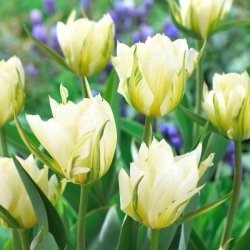 White Valley tulip - 5 pcs