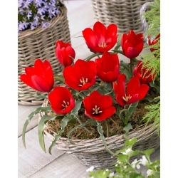 Планинско лале Tulipa wilsoniana - XL опаковка - 50 бр - 
